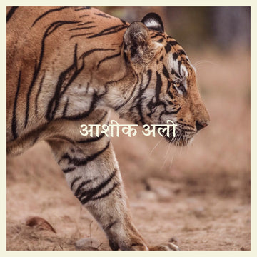 Lotus Rising - आशिक अली