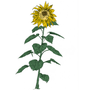 Music To Watch Seeds Grow By 007: Brian d'Souza (Sunflowers)