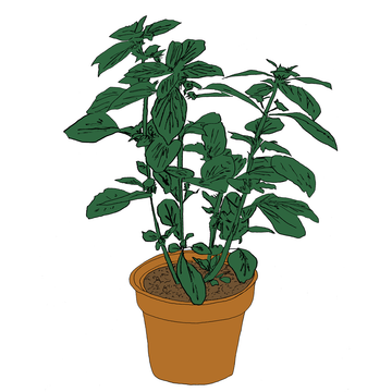 Music To Watch Seeds Grow By 008: Salamanda (Basil)