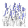 006: Lapalace (Lavender)