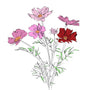 Cosmos