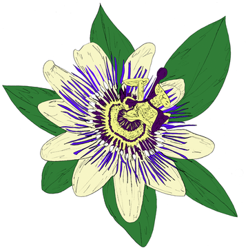 Music To Watch Seeds Grow By 010: : KiF PRODUCTIONS (Passiflora)