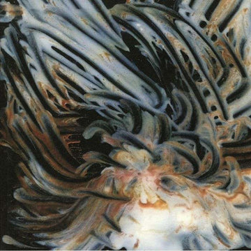 Le Lisse Et Le Strie