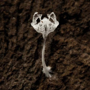 Theres Something Inside Me